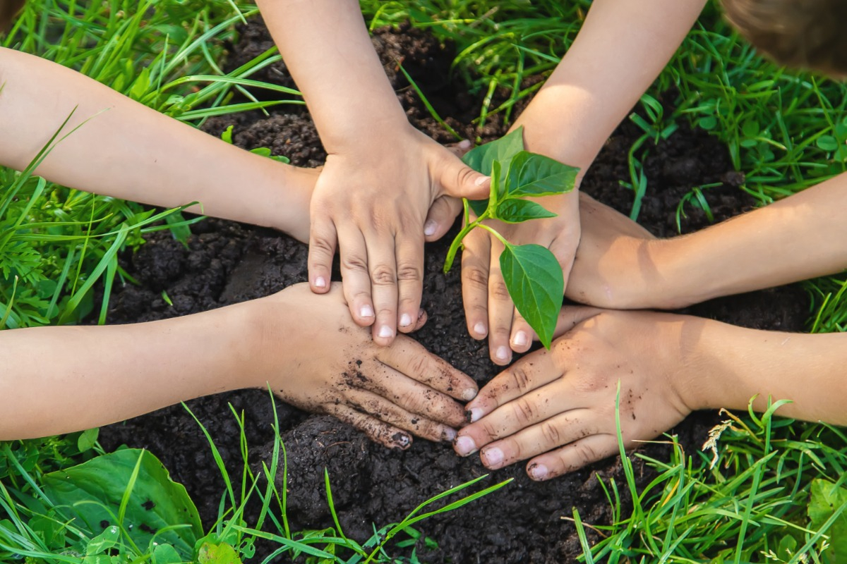 Children plant a plant in a garden.